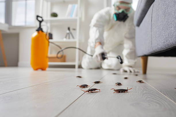 Post-Treatment Bed Bug Interceptor Monitoring in Eddington